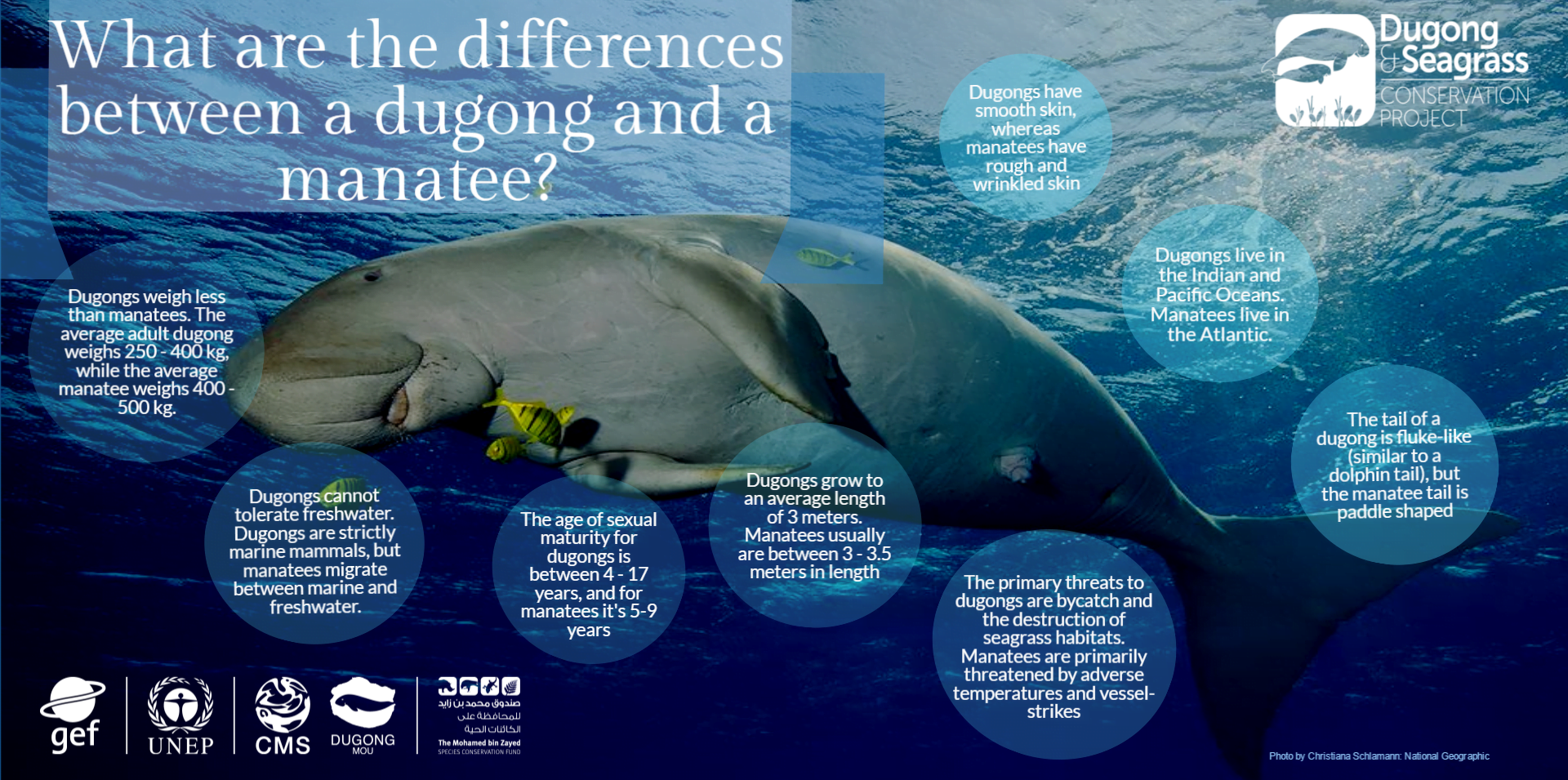 Dugong Manatee Diffference Infographic