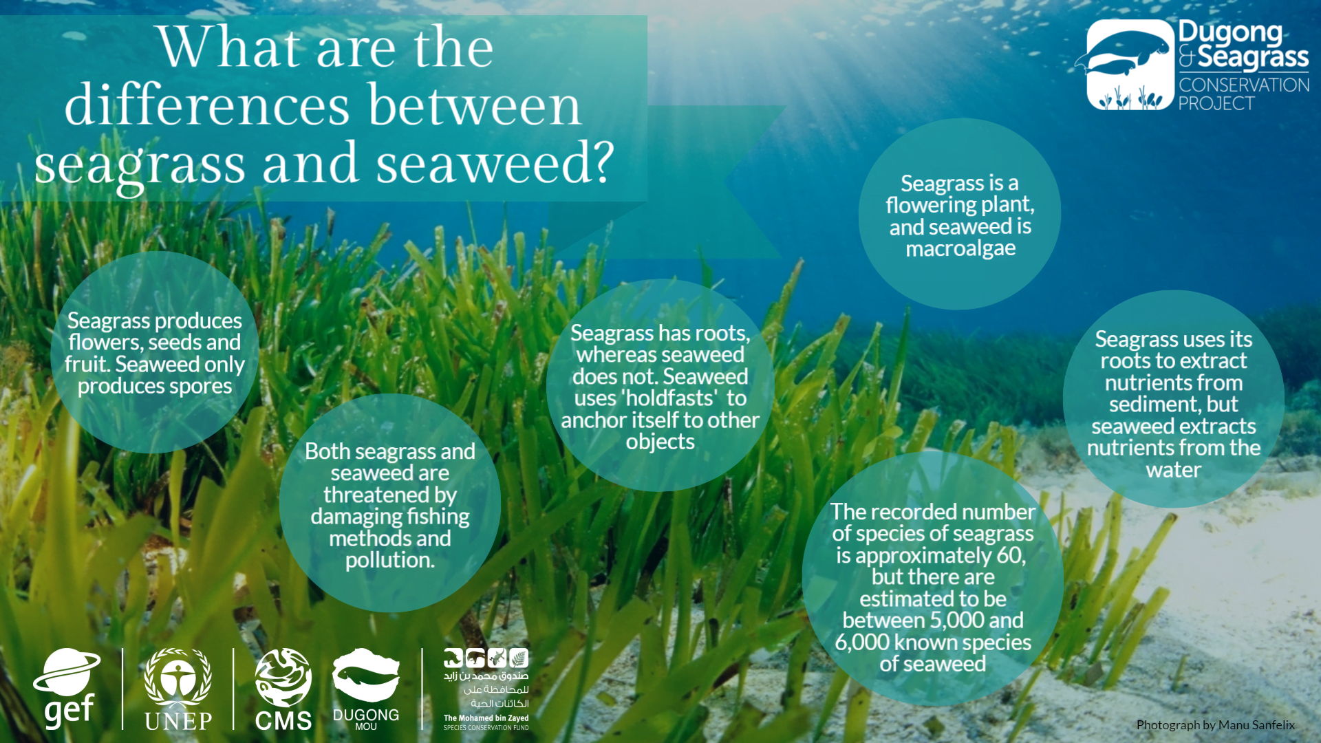 Seagrass infographic edited2
