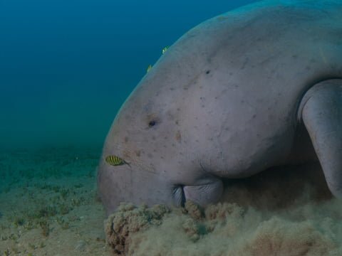 About Dugong & Seagrass
